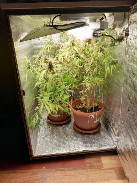 В Саранске оперативники УНК обнаружили в комнате студенческого общежития марихуану и два горшка с коноплей